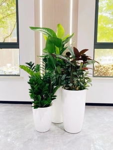 探秘宁波前湾专业植物出租，邂逅自然之美